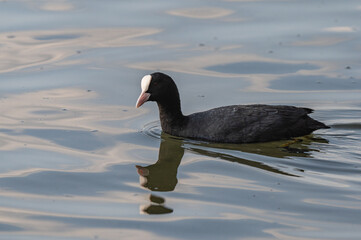 Fulica atra - Eurasian coot - Foulque macroule