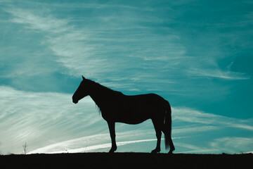 horse silhouette in the meadow with a blue sky, animals in the wild