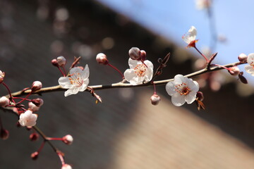 Sakura flowers close up background