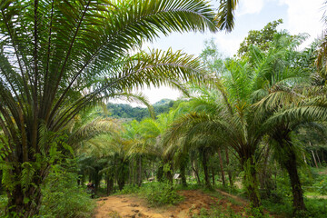 Green tropical forest path through green jungle, hiking in Thailand. Jungle background