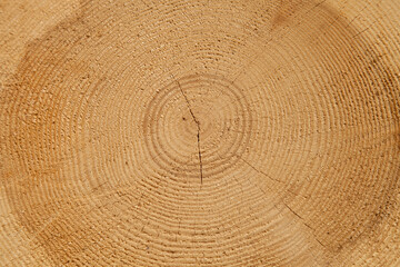 Cœur du tronc d'un sapin 