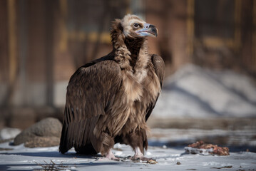 vulture eagle in nature in winter
