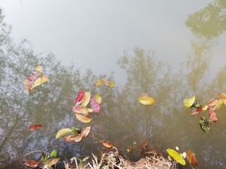 Leaves are beautiful at all stage