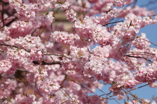 Rosa Kirschblüten auf  Baumzweigen, Hintergrundbild, Deutschland