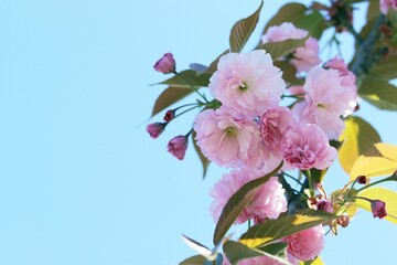 Obraz premium Branches of a blossoming Japanese cherry on a background of blue sky in a park, in a natural environment, spring