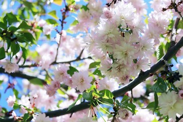 Obraz na płótnie Canvas Branches of a blossoming Japanese cherry on a background of blue sky in a park, in a natural environment, spring