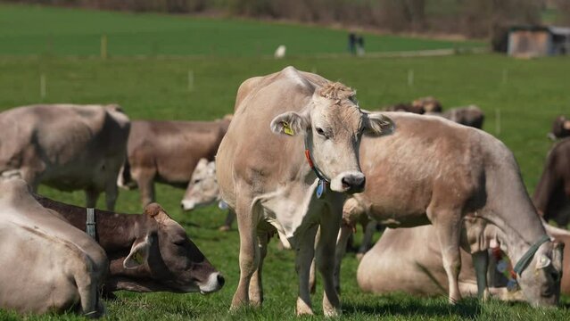 Biologische Landwirtschaft. K&uuml;he auf der Wiese. 