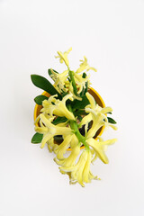 Obraz premium Top view of Hyacinth Yellowstone blossoms. A spring flower seedling, isolated on a white background. A beautiful decorative scene with a houseplant.
