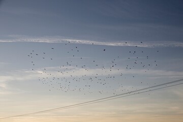 flock of birds flying in the sky
