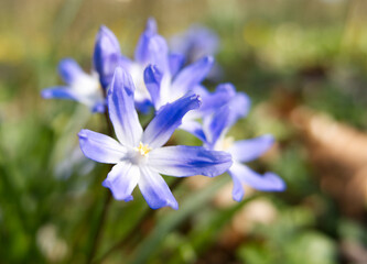 Scilla flowers in woodland on a sunny day. Focus on the front bloom. Intentionally blurred background.