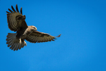 Silhouette of a bird of prey (buzzard) and a dry tree against mountains.