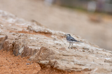 white wag-tail