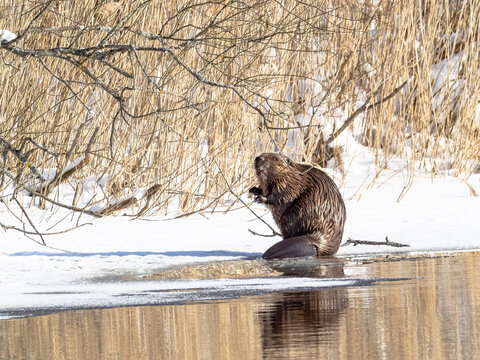 European Beaver Feeding On Ice