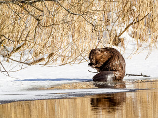European beaver feeding - obrazy, fototapety, plakaty