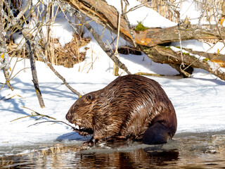 European beaver feeding