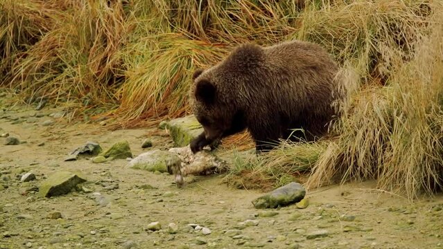 Young Brown Bear (Ursos arctos) playing with and eating from big bone of a moose