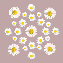 Daisy flowers arranged in a circular pattern on a blush pink background