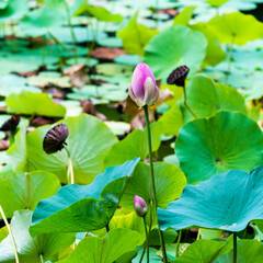 Obraz na płótnie Canvas Pink waterlily or lotus flower in pond