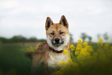 Junger Shiba Inu im Gras bei bedeckten Himmel.