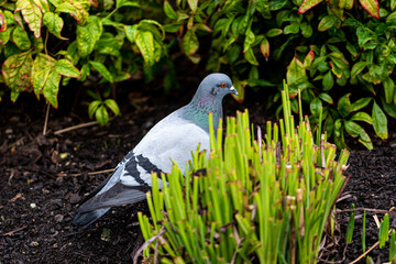 pigeon