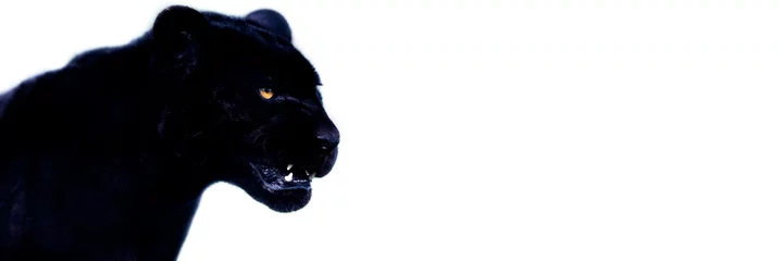 Fotobehang Template of a black jaguar with a black background © AB Photography