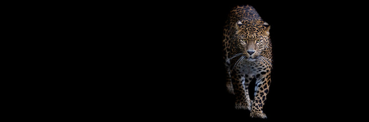 Fototapeta na wymiar Template of a leopard with a black background