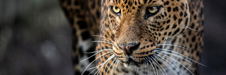 Fototapeta na wymiar Template of a leopard in the forest