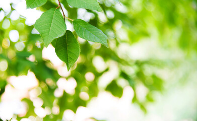 Green leaves with copy space for background
