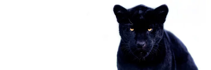 Foto op Canvas Template of a black jaguar with a black background © AB Photography