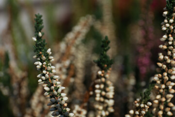 Heather twigs with beautiful flowers on blurred background, closeup