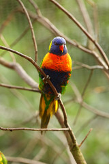 The Rainbow lorikeet (TRICHOGLOSSUS MOLLUCANUS) sitting on the small brown branche.