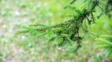Close up view of  green pine needles branch