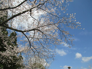 日本の春を美しく彩る桜の花（ソメイヨシノ）