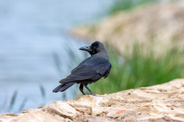 House crow, Corvus splendens in Sharm El-sheikh