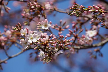 Rosa Kirschblüten auf  Baumzweigen, Blauer Himmel