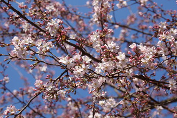 Rosa Kirschblüten auf  Baumzweigen, Blauer Himmel