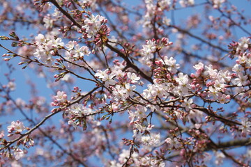 Rosa Kirschblüten auf  Baumzweigen, Blauer Himmel