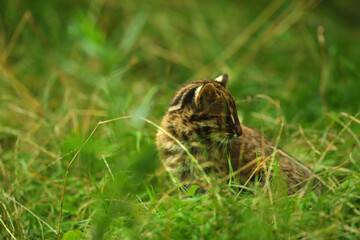 The leopard cat (PRIONAILURUS BENGALENSIS EUPTILURUS) is a small cat predator.