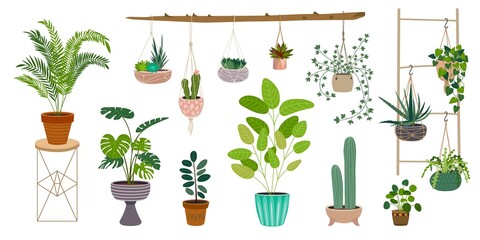 Home garden plants. Succulent plant, styling gardening decor. Ficus in container, hanging and standing greens in pots. Office and house classy vector elements © LadadikArt