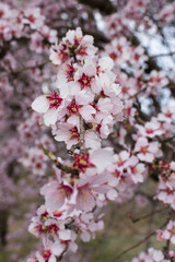 Primavera