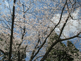 日本の春を美しく彩る桜の花(ソメイヨシノ)