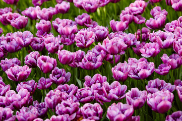 Beautiful tulip flowers blooming in a garden. Beauty tulip plant in the spring garden in rays of sunlight in nature. Blur background with bokeh image, selective focus