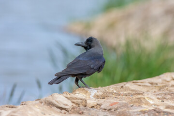 Obraz premium House crow, Corvus splendens in Sharm El-sheikh