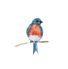 A blue bird on a branch, watercolor illustration isolated on a white background