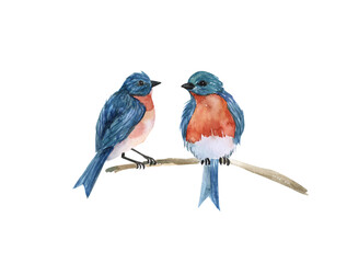 A pair of blue birds on a branch, watercolor illustration isolated on a white background,