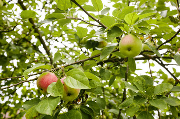 Ripe apples on a tree in a garden. Organic apples hanging from a tree branch in an apple orchard