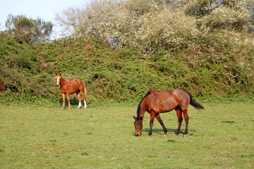 chevaux
