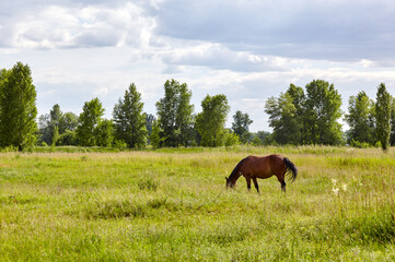 Fototapeta na wymiar Bay horse on meadow. Beautiful horse grazing on pasture at countryside