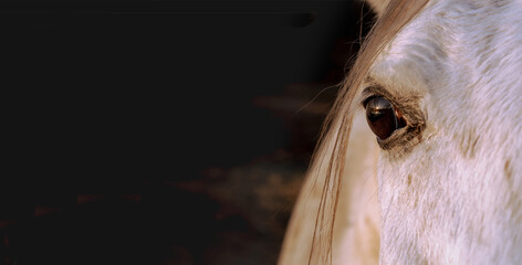 Portrait of a white arabian horse on black background. Banner