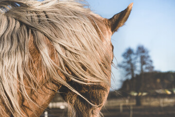 Palomino horse. Head, mane detail